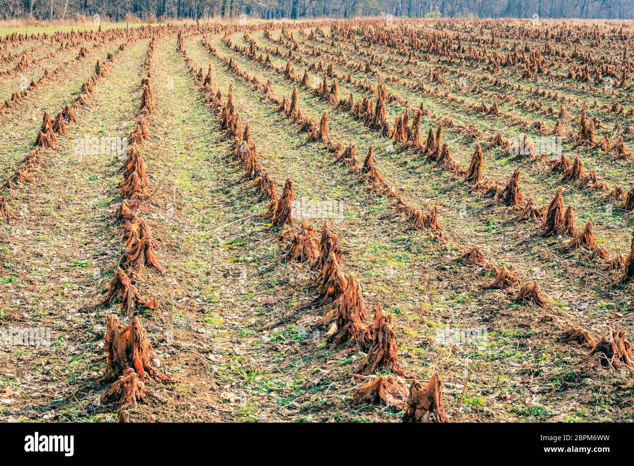 tobacco stalks Cut stalks of burley tobacco in a field after harvest in Kentucky Stock  Photo