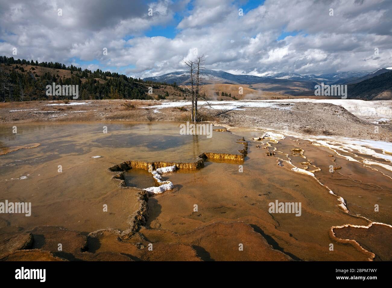 WY04418-00....WYOMING - Trees killed by the changing runoff patterns at Mound Spring at Mammoth Hot Springs of Yellowstone National Park. Stock Photo