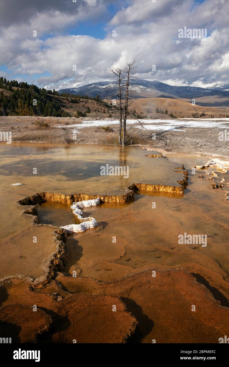 WY04419-00....WYOMING - Trees killed by the changing runoff patterns at Mount Spring at Mammoth Hot Springs of Yellowstone National Park. Stock Photo
