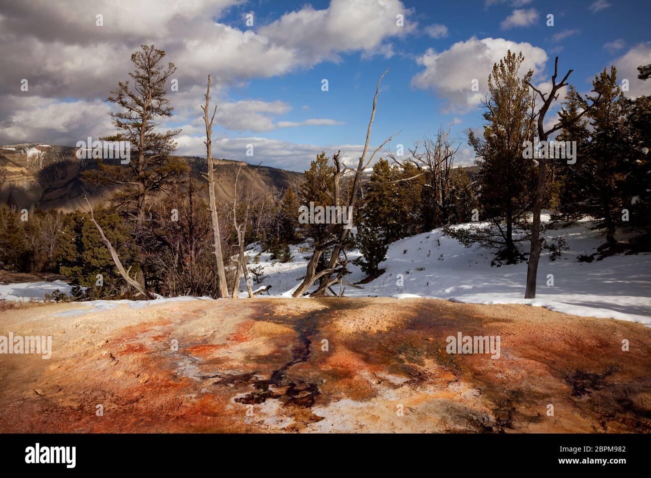 WY04427-00...WYOMING - Colorful hot spring next to White Elephant Back Terrace at Mammoth Hot Springs in Yellowstone National Park. Stock Photo
