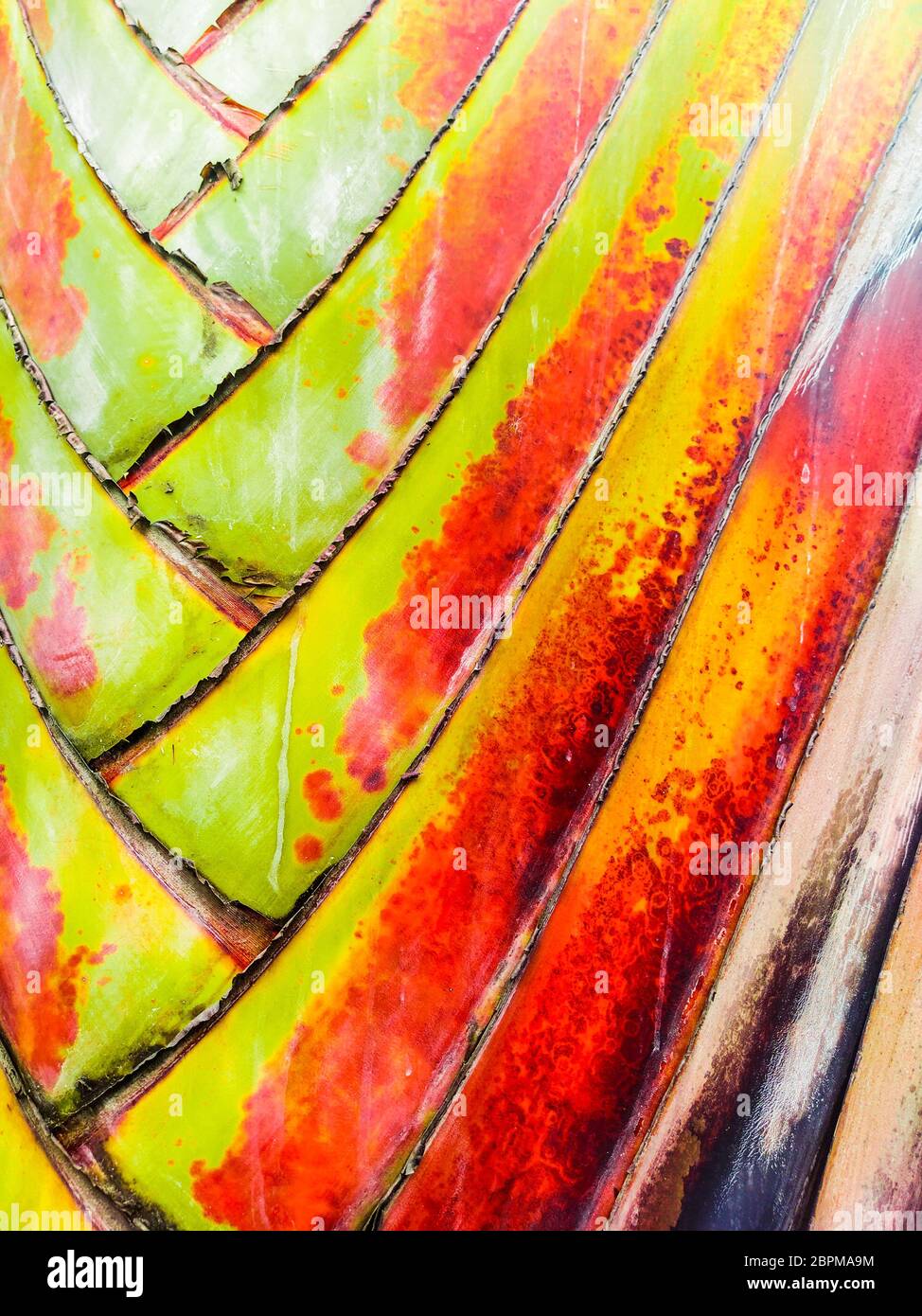 Colorful bright palm fan leaf background. Green and yellow texture background. Tropical botanic