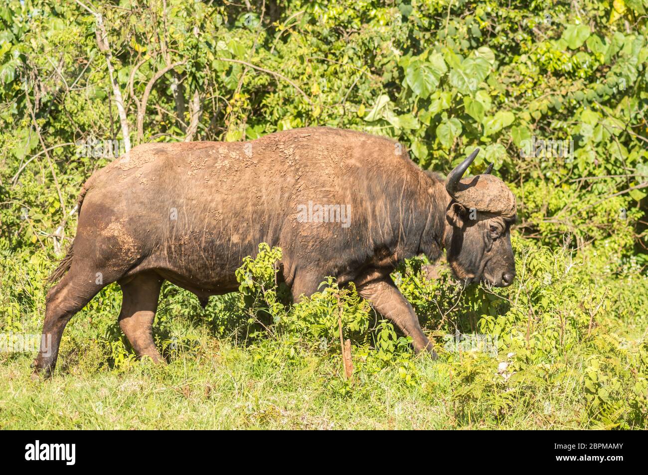 Buffalo in the forest of Aberdare Park in central Kenya Stock Photo