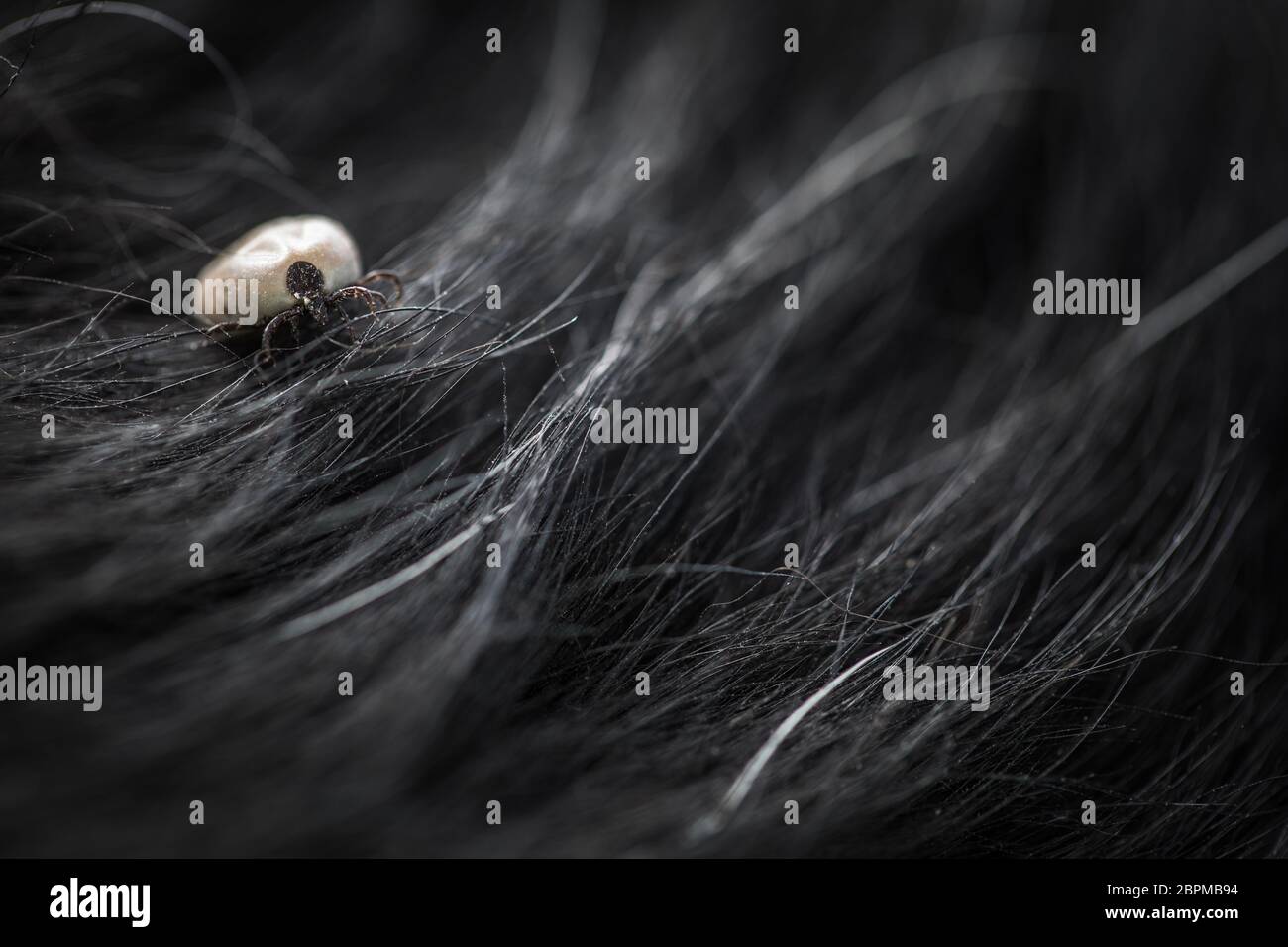 Tick in a dog's fur sucking his blood dangerous parasite carrier of