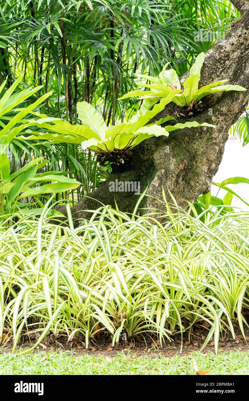Green leaf bird nest fern on tree in garden Stock Photo Alamy
