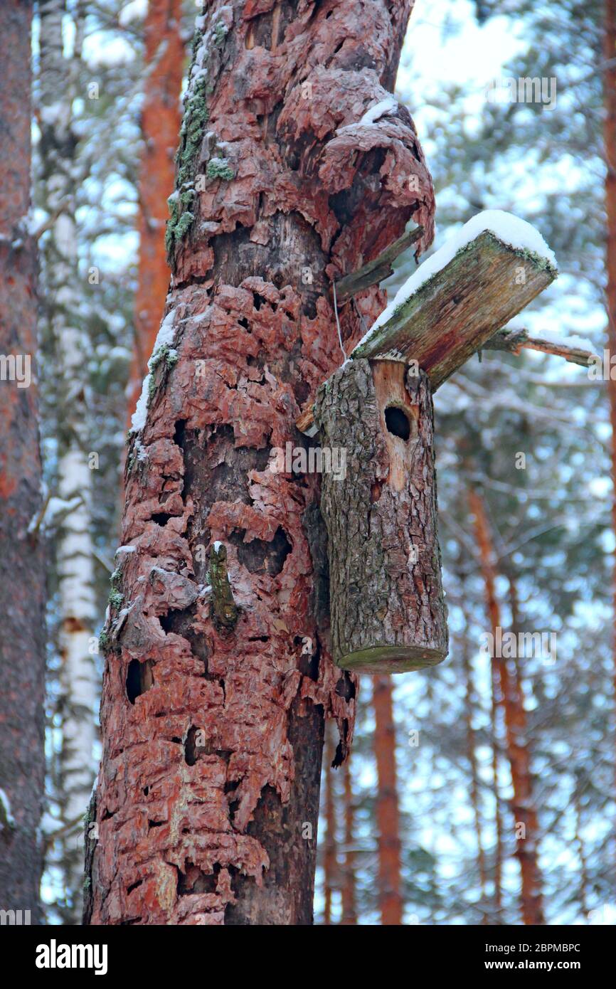 Empty birds nest in tree hires stock photography and images Alamy