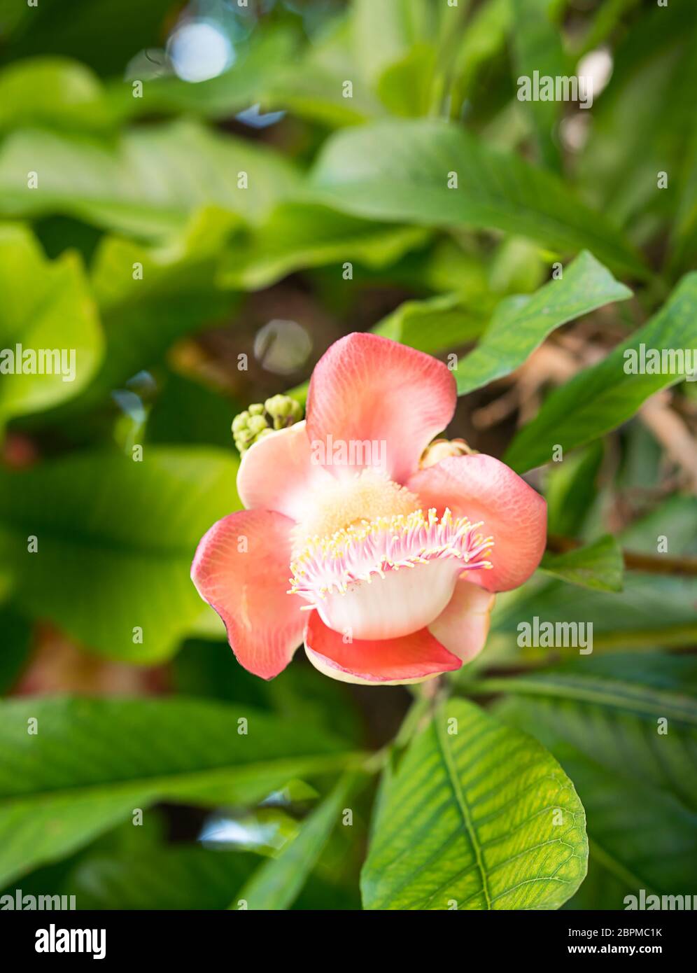 Shorea robusta or Cannonball flower or Sal flowers (Couroupita guianensis) on the tree Stock Photo