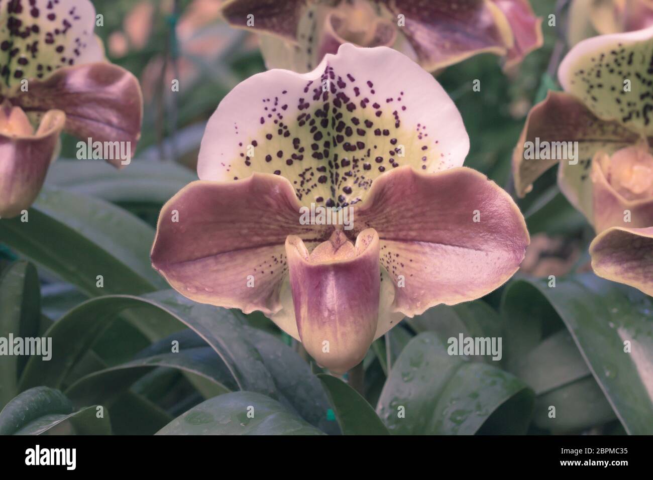 Close up Paphiopedilum of Orchid flower, or Lady slipper orchid flower Stock Photo