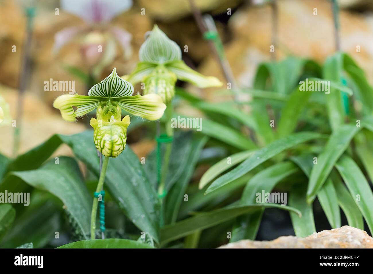 Close up green Paphiopedilum Orchid flower, or Lady slipper orchid flower Stock Photo