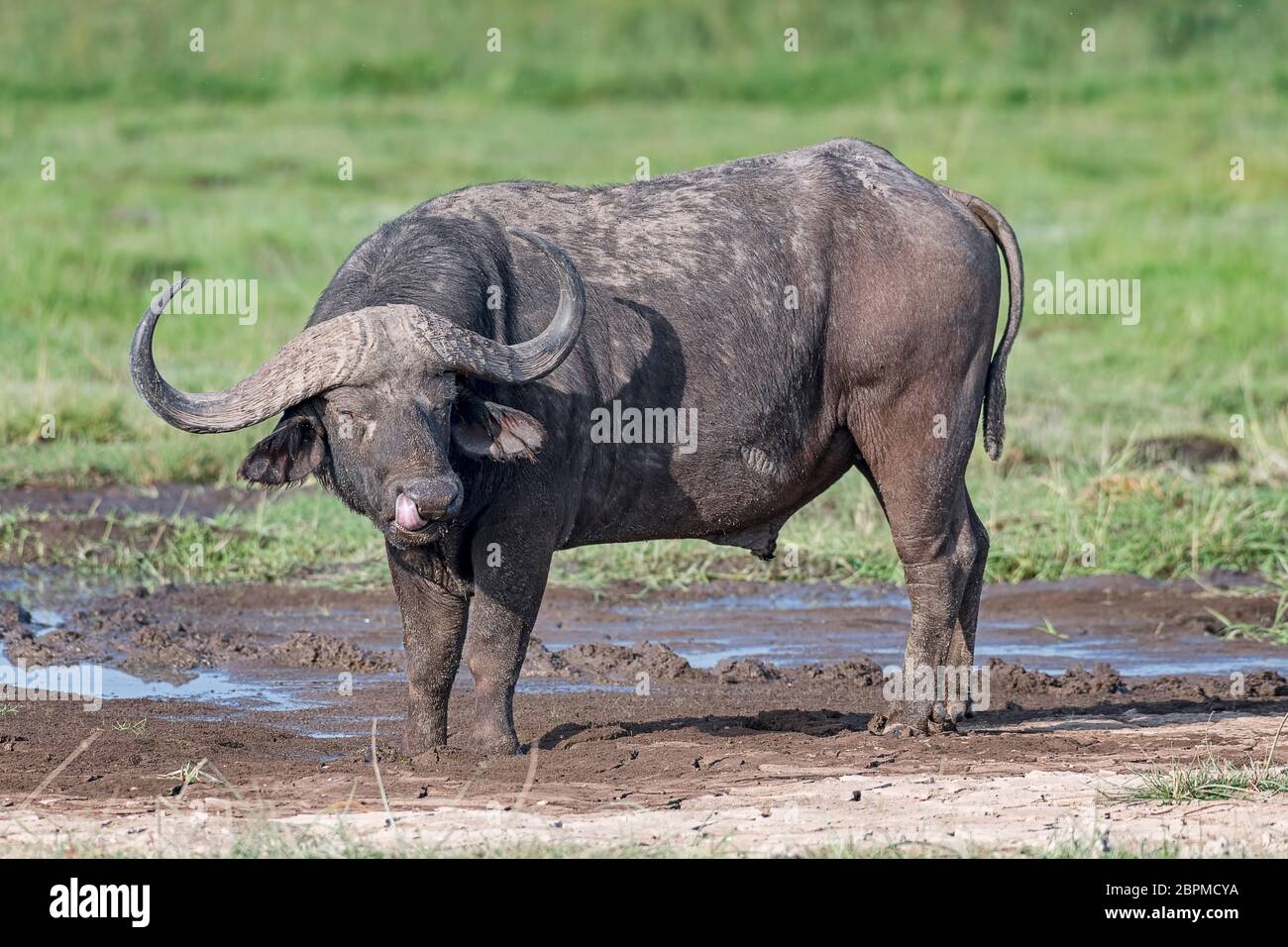 Afrikanischer Büffel, Kaffernbüffel (Syncerus caffer), in den Sümpfen, Amboseli, Kenia Stock Photo