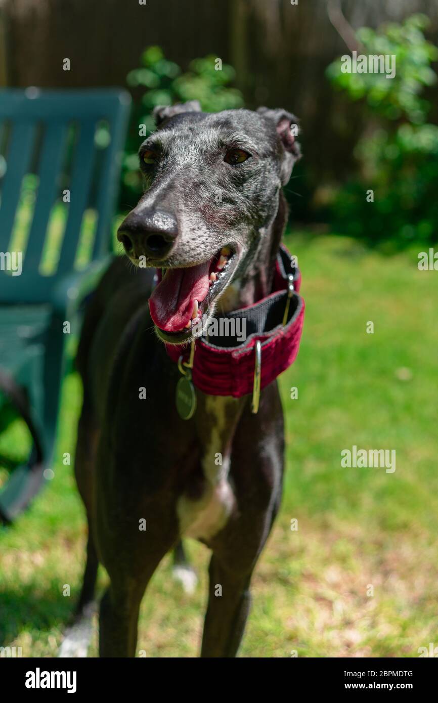 Black greyhound mix dog canine sitting outside looking curious watching