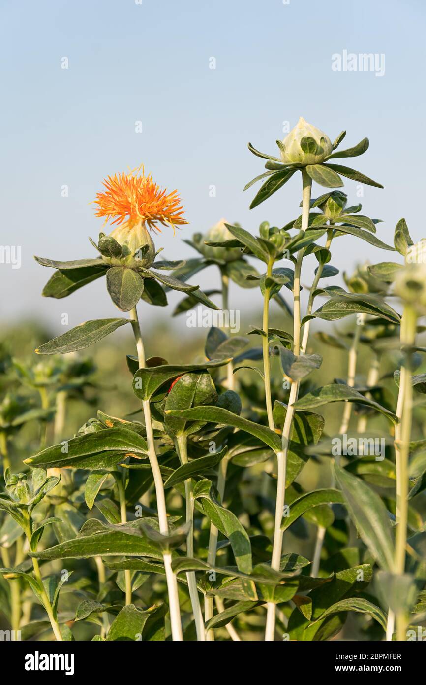 Safflower (Carthamus tinctorius,False saffron) has begun to bloom and buds of Safflowers in