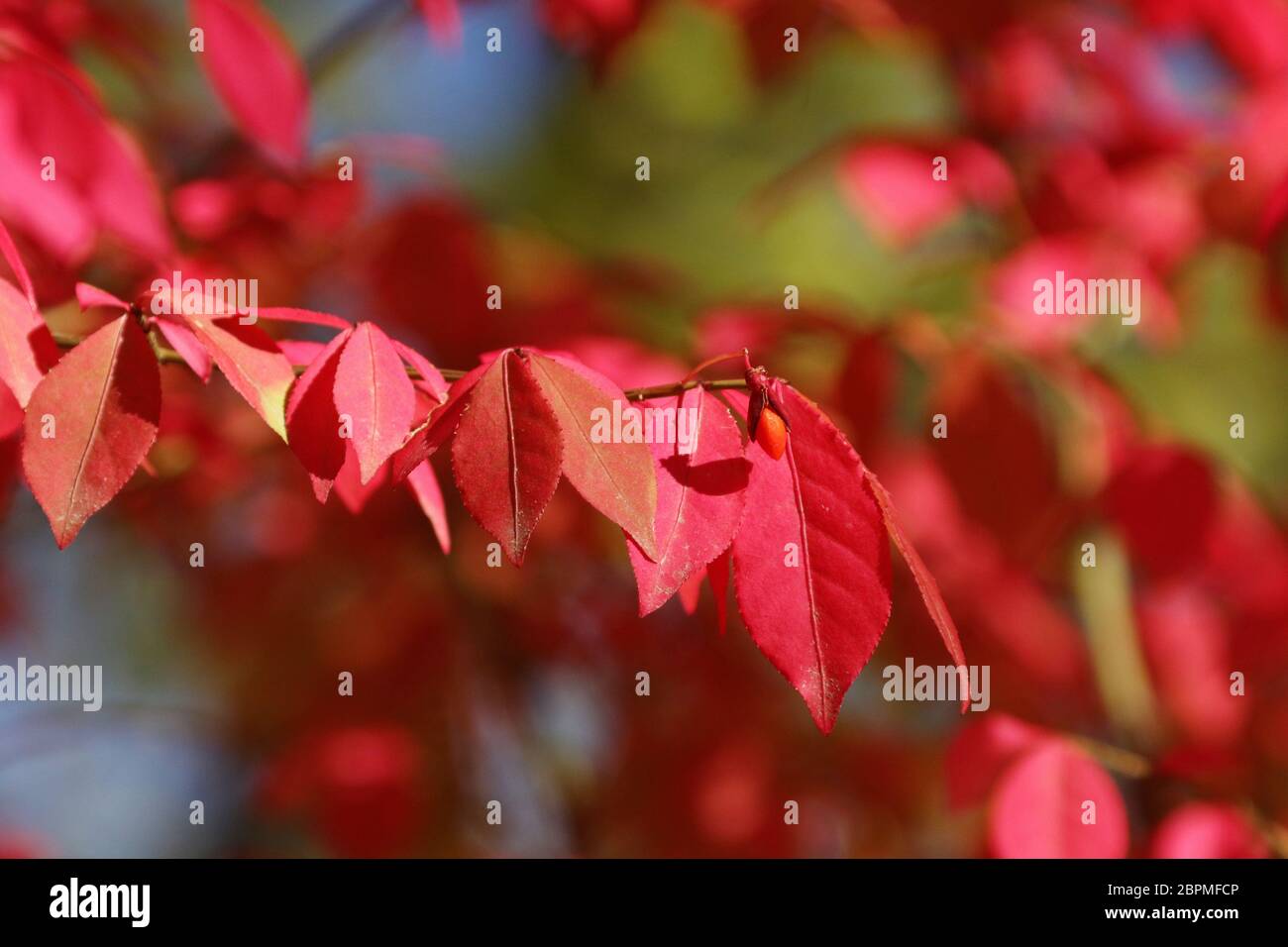Burning Bush. Intense red autumn plant. Found along Massie Creek