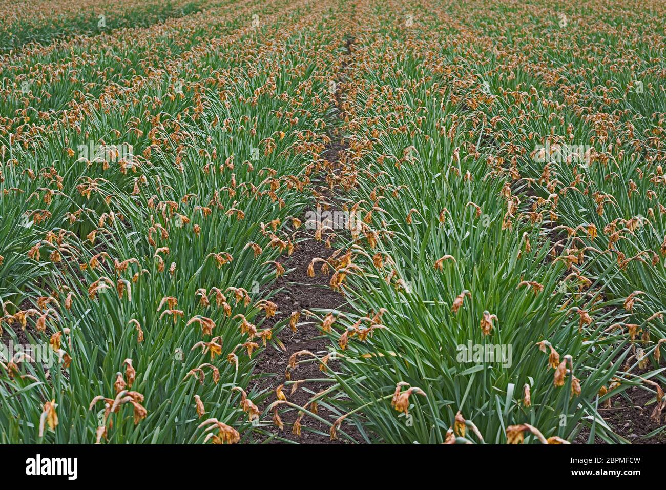 Commercial field of dying daffodils flowers, Angus, Scotland, UK Stock Photo Alamy