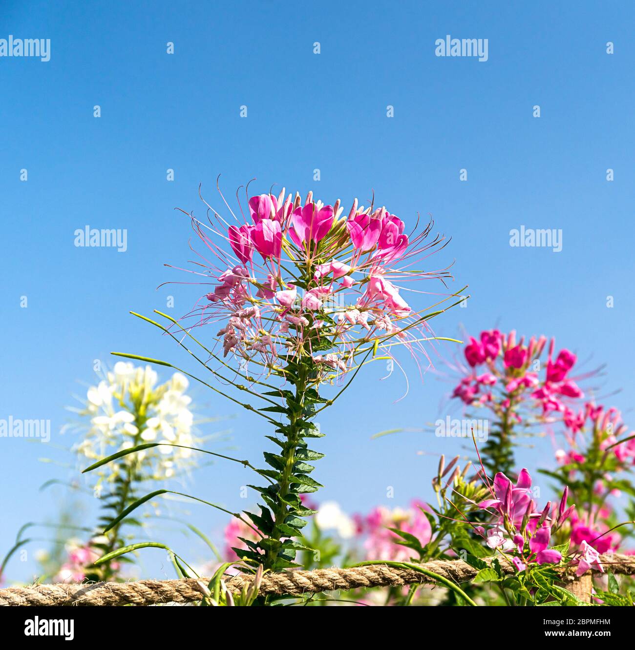 Close up Pink and white spider flower(Cleome hassleriana) in the garden agent blue sky Stock Photo