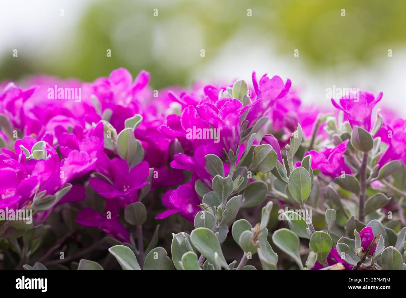 Pink Leucophyllum frutescens or Barometer Bush flowers in the garden Stock Photo