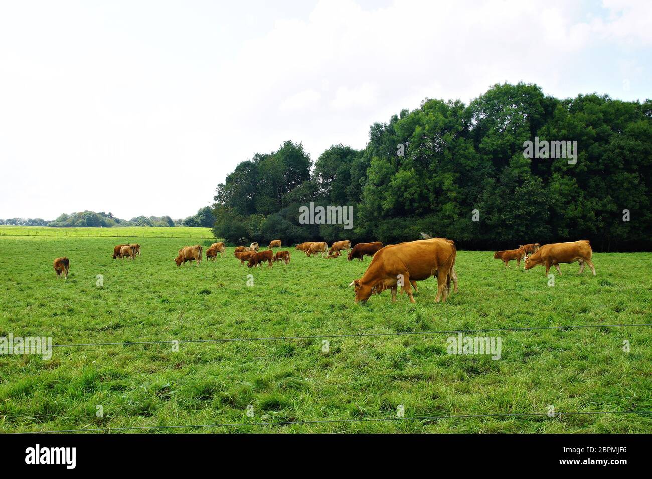 braune Kühe auf einer Weide im Hunsrück mit Wald im Hintergrund Stock Photo
