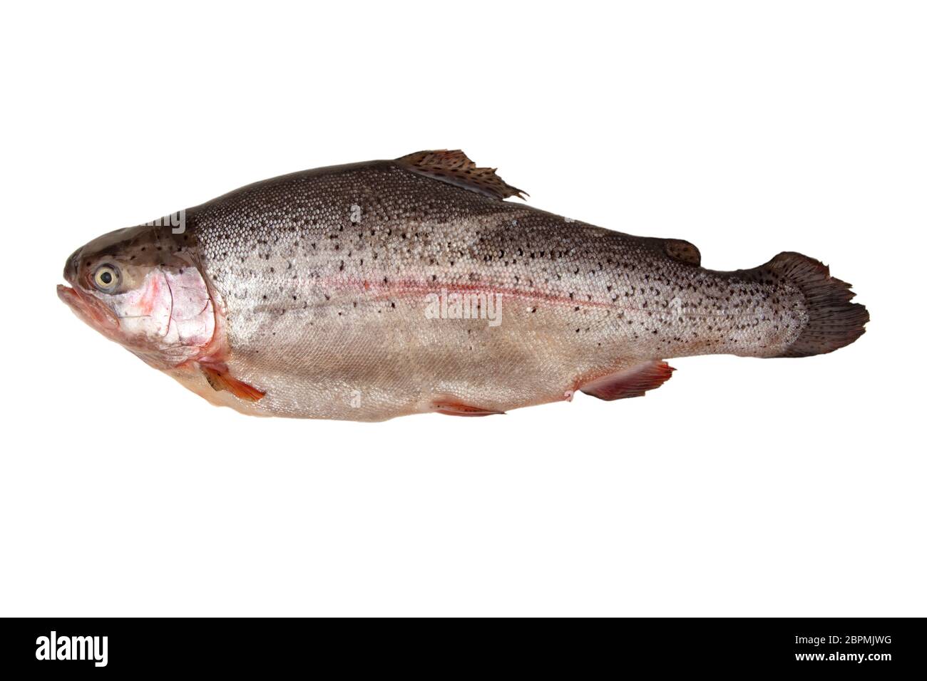 Fresh salmon trout isolated on white background Stock Photo - Alamy