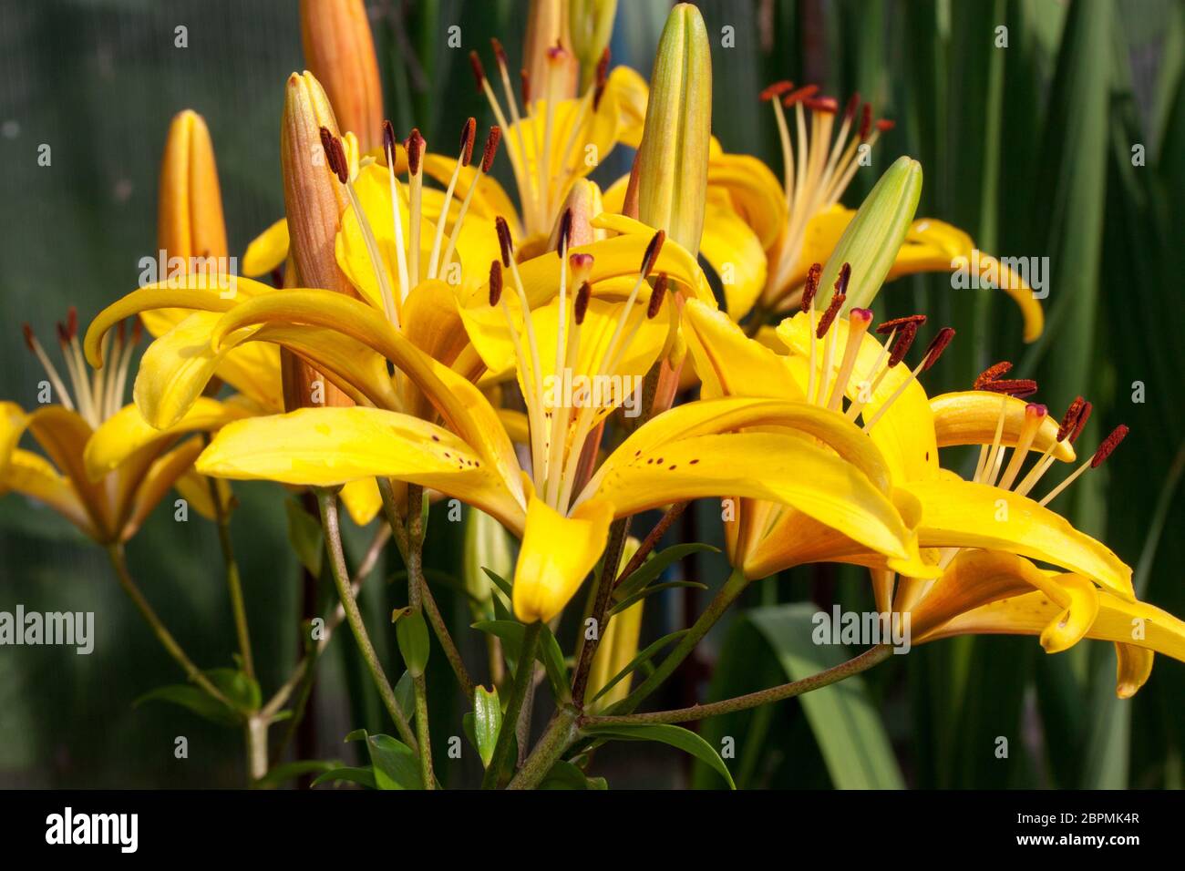 Flowers of lilium canadense are growing on a spring meadow. Live nature. Stock Photo