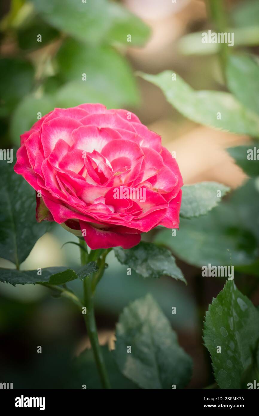 Roses in the garden, Roses are beautiful with a beautiful sunny day ...