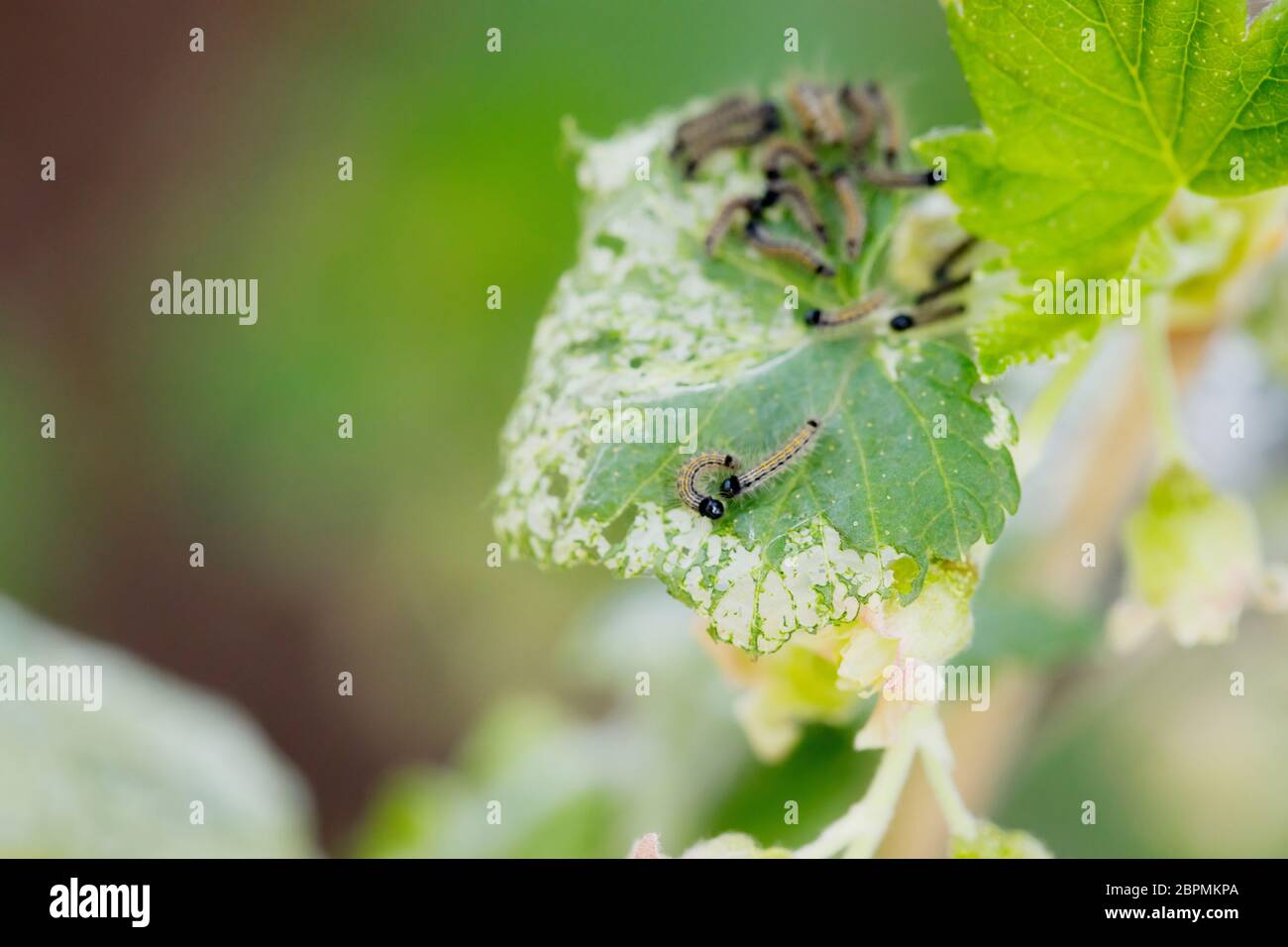 Currant pests on the leaves of plants in the garden, selective focus, macro photo Stock Photo