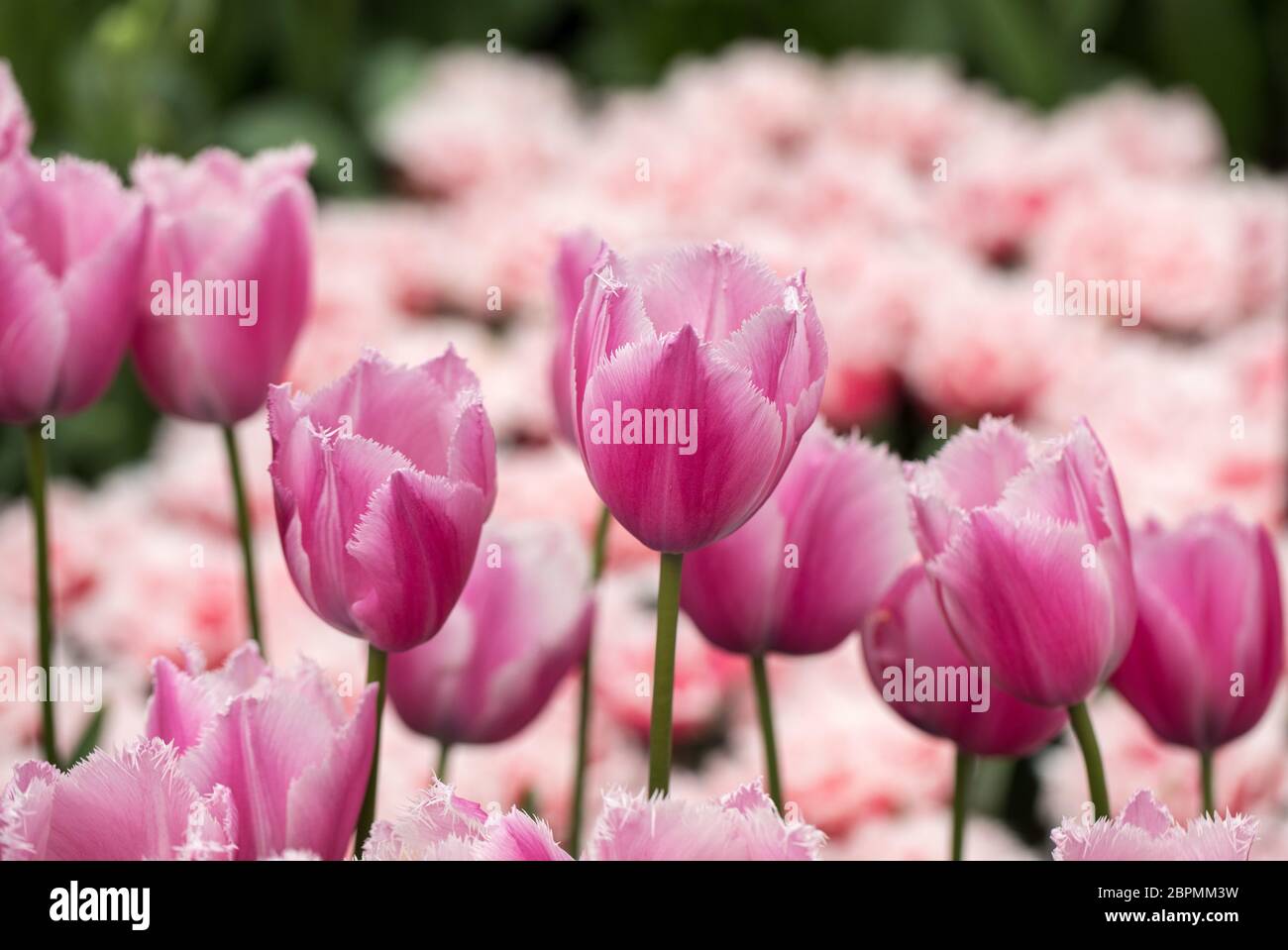 pink tulips flowers blooming in a garden Stock Photo
