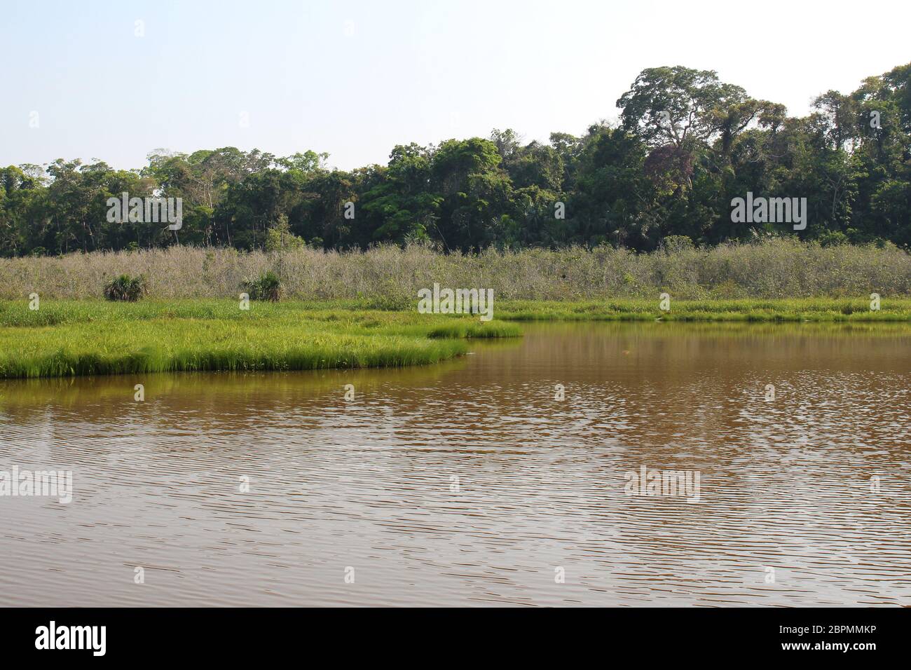 A lake surrounded by grasses lining the Amazon rainforest in Tambopata
