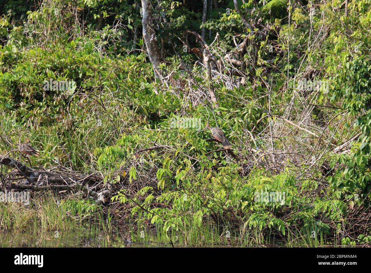 Two Hoatzins perched on dead tree debris in the Amazon rainforest