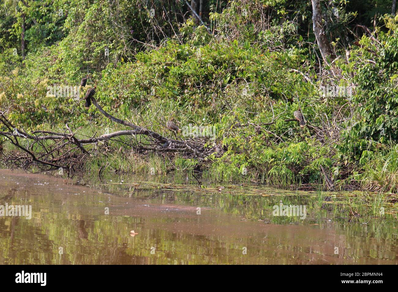 A flock of Hoatzins perched on dead tree debris in the Amazon