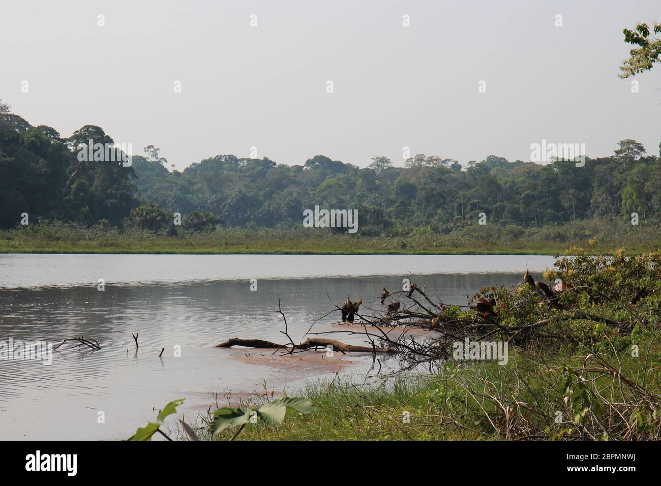 A flock of Hoatzins perched on dead tree debris jutting out over a lake
