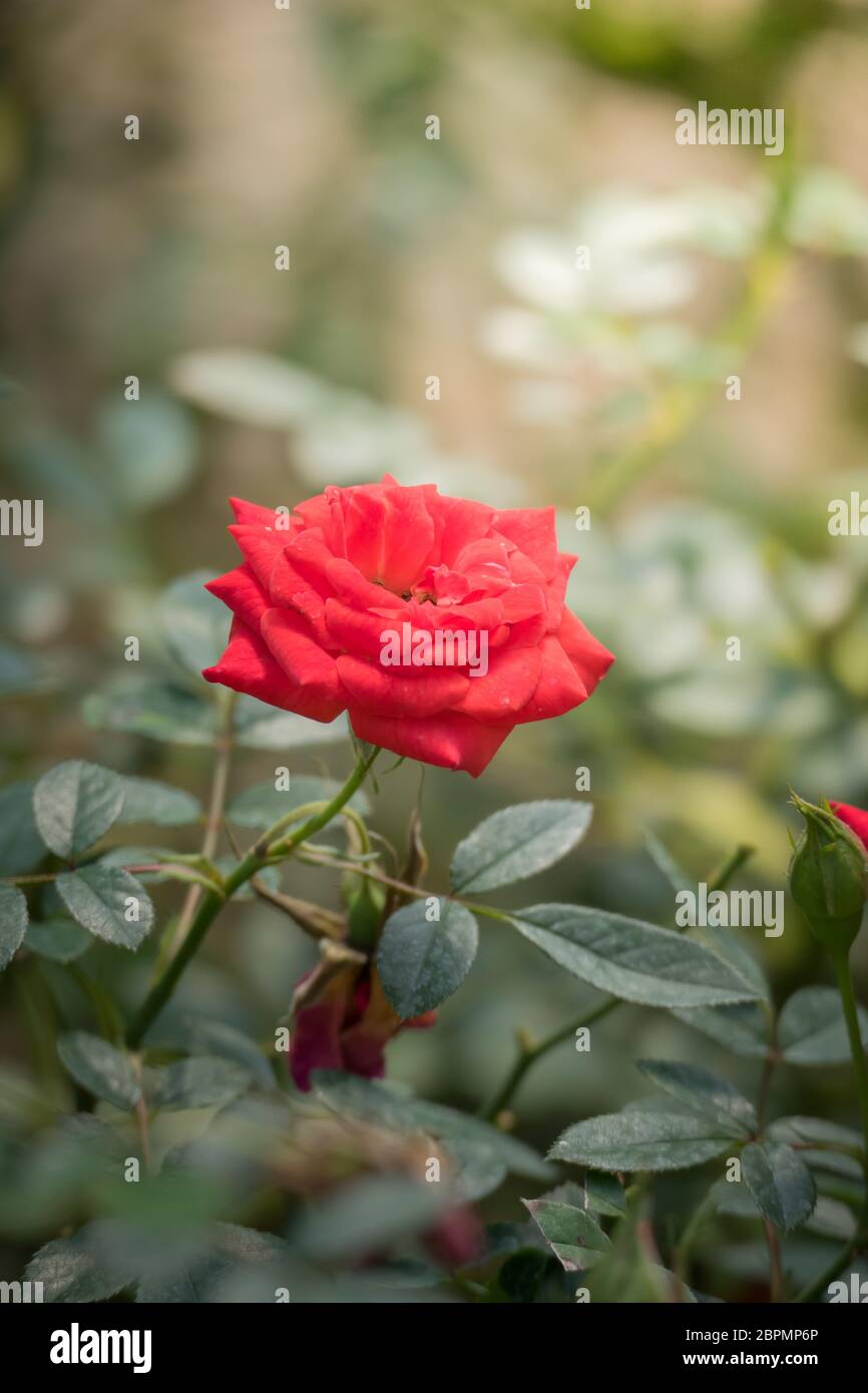 Roses in the garden, Roses are beautiful with a beautiful sunny day ...