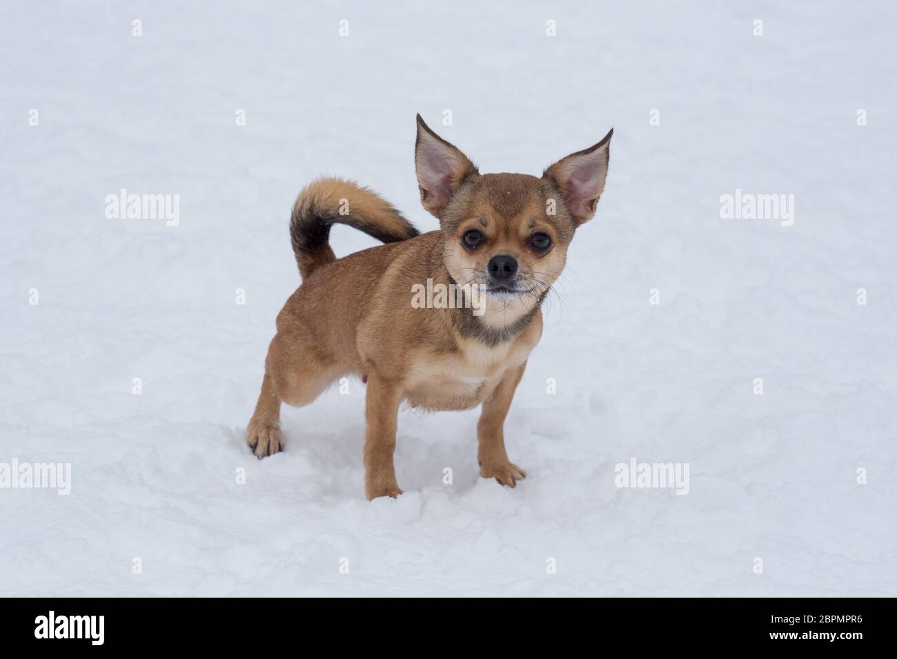 Short haired chihuahua puppy is looking at the camera. Pet animals