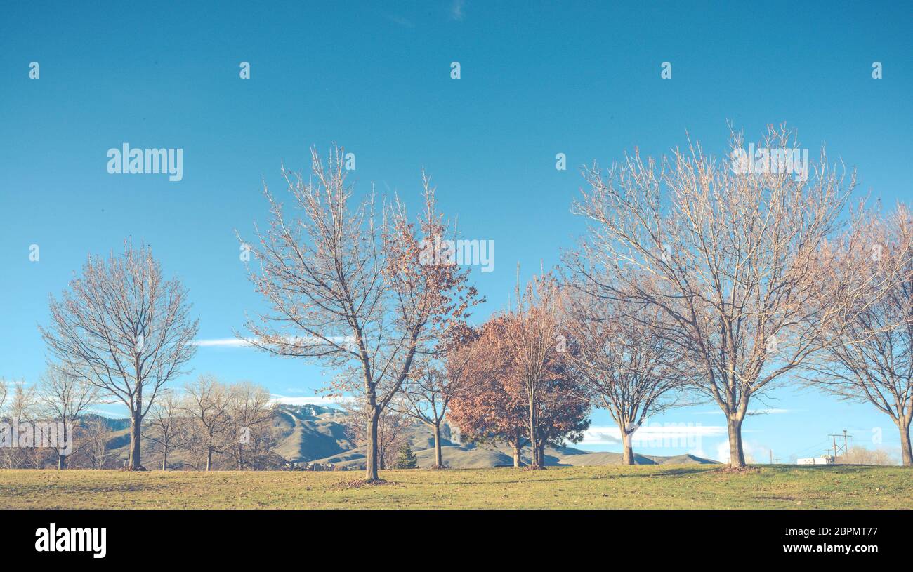 tree in autumn season in the park ,vintage Stock Photo - Alamy