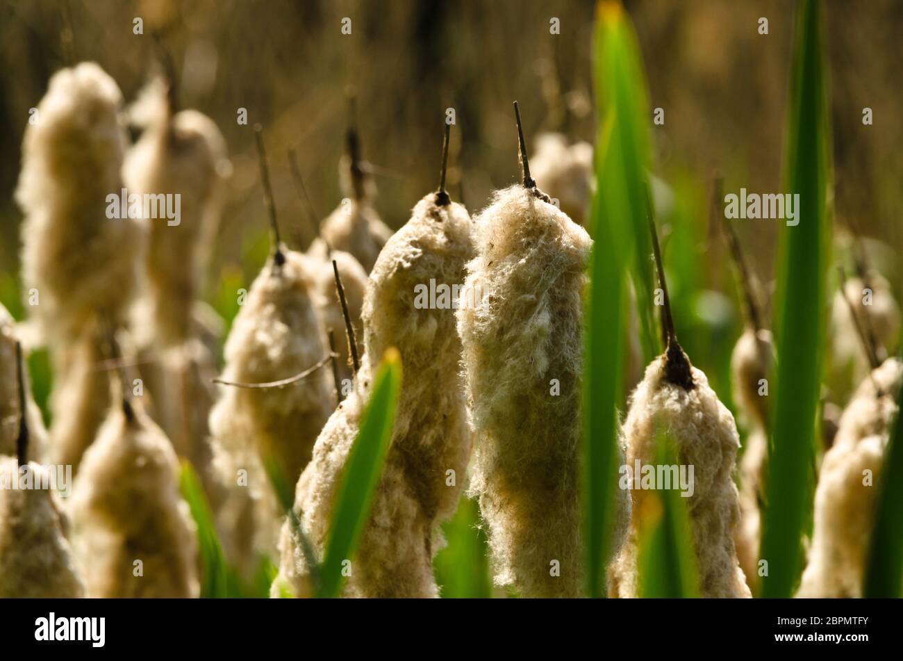 cane brake, reed mace, bulrush in front of a lake Stock Photo Alamy
