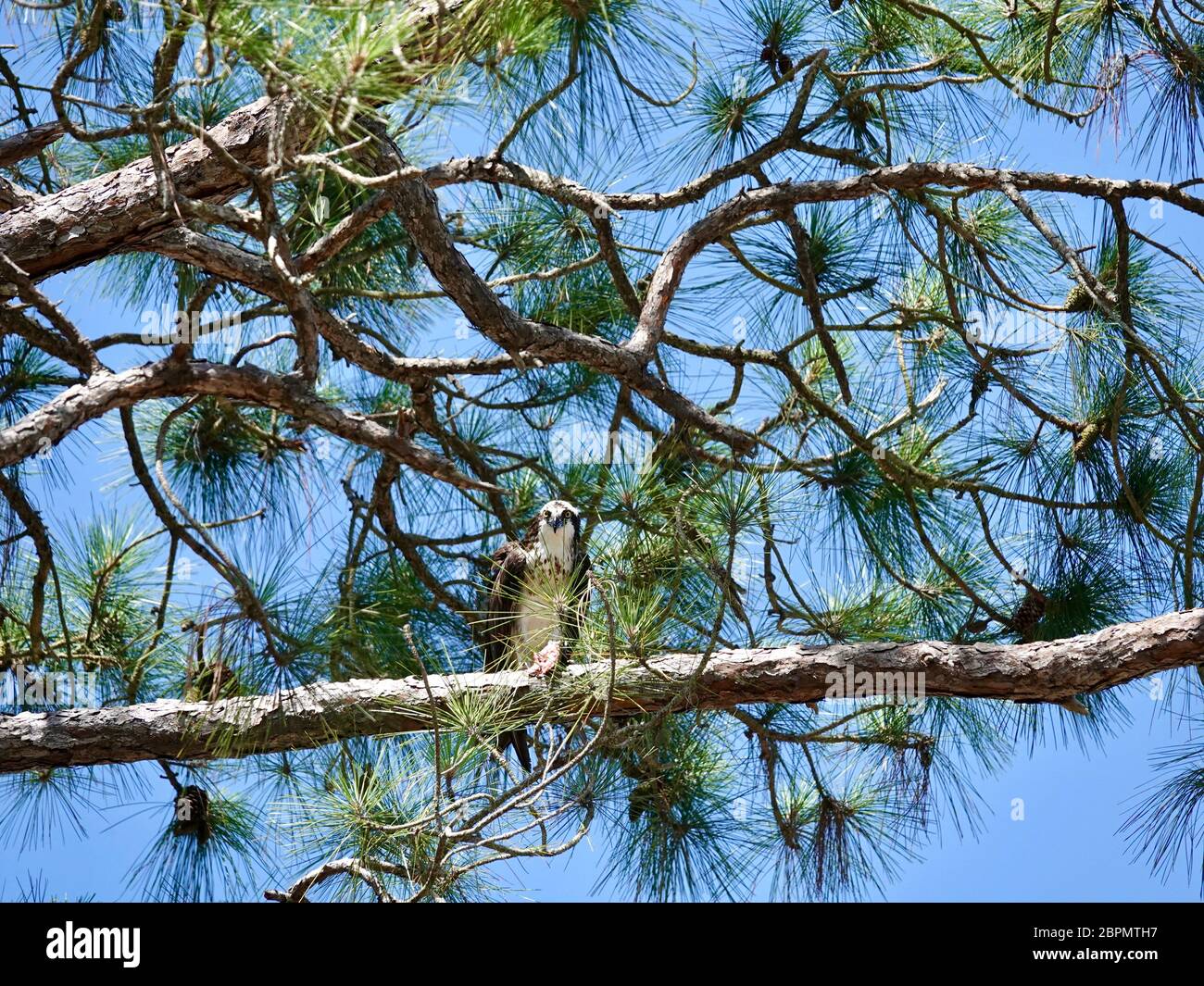 Adult osprey, Pandion haliaetus, perched on a pine tree branch, eating a large, recently caught fish, Cedar Key, Fsorida, USA. Stock Photo