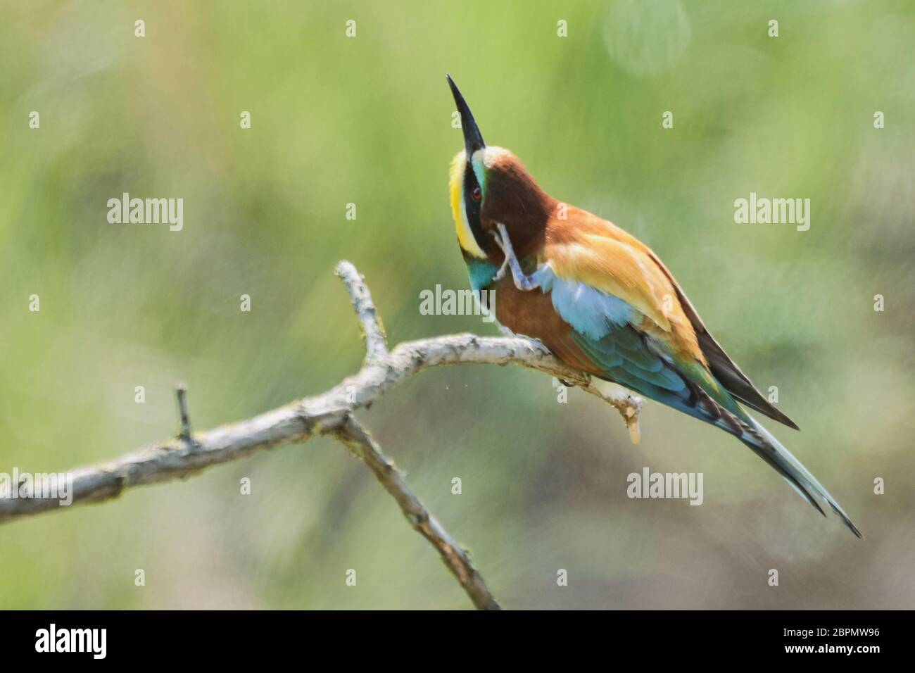 European bee-eater bird (Merops apiaster) preening plumage and scratching head on branch Stock Photo