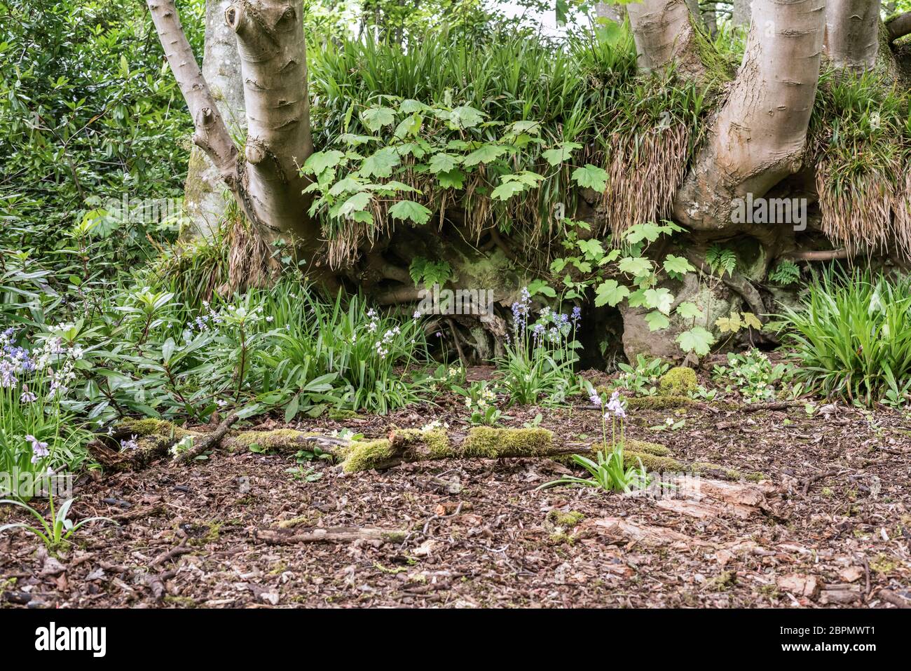 Hole in ground underneath tree roots in forest floor with dead leaves, bluebells and decaying branches with moss on ground. Stock Photo