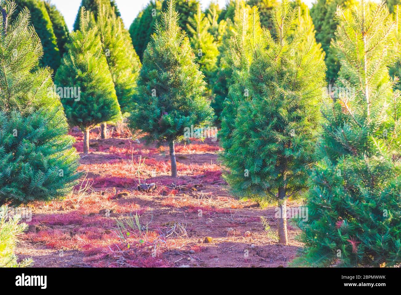 Nursery row park hi-res stock photography and images - Alamy