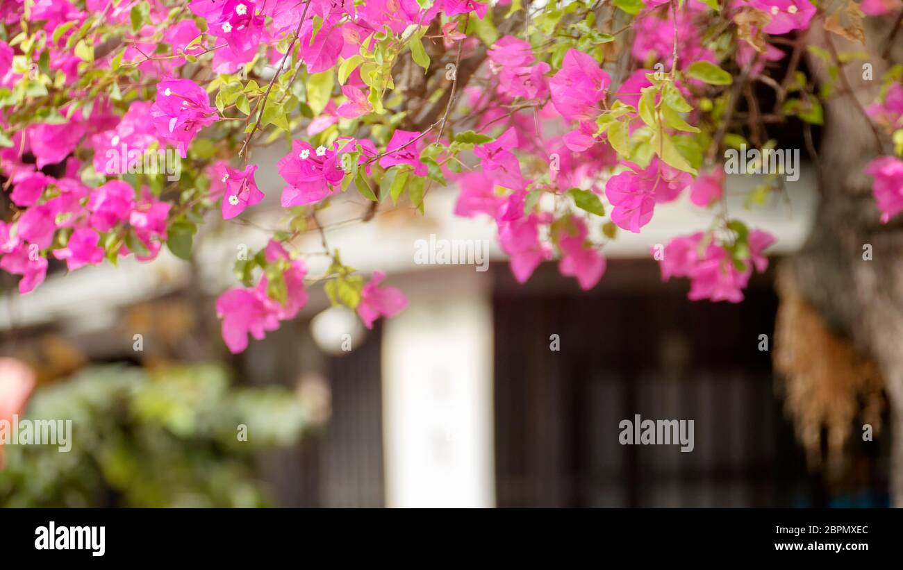 The Paper flowers,pink and lime flowers in full bloom,Bougainvillea,Hairy bougainvillea Stock Photo