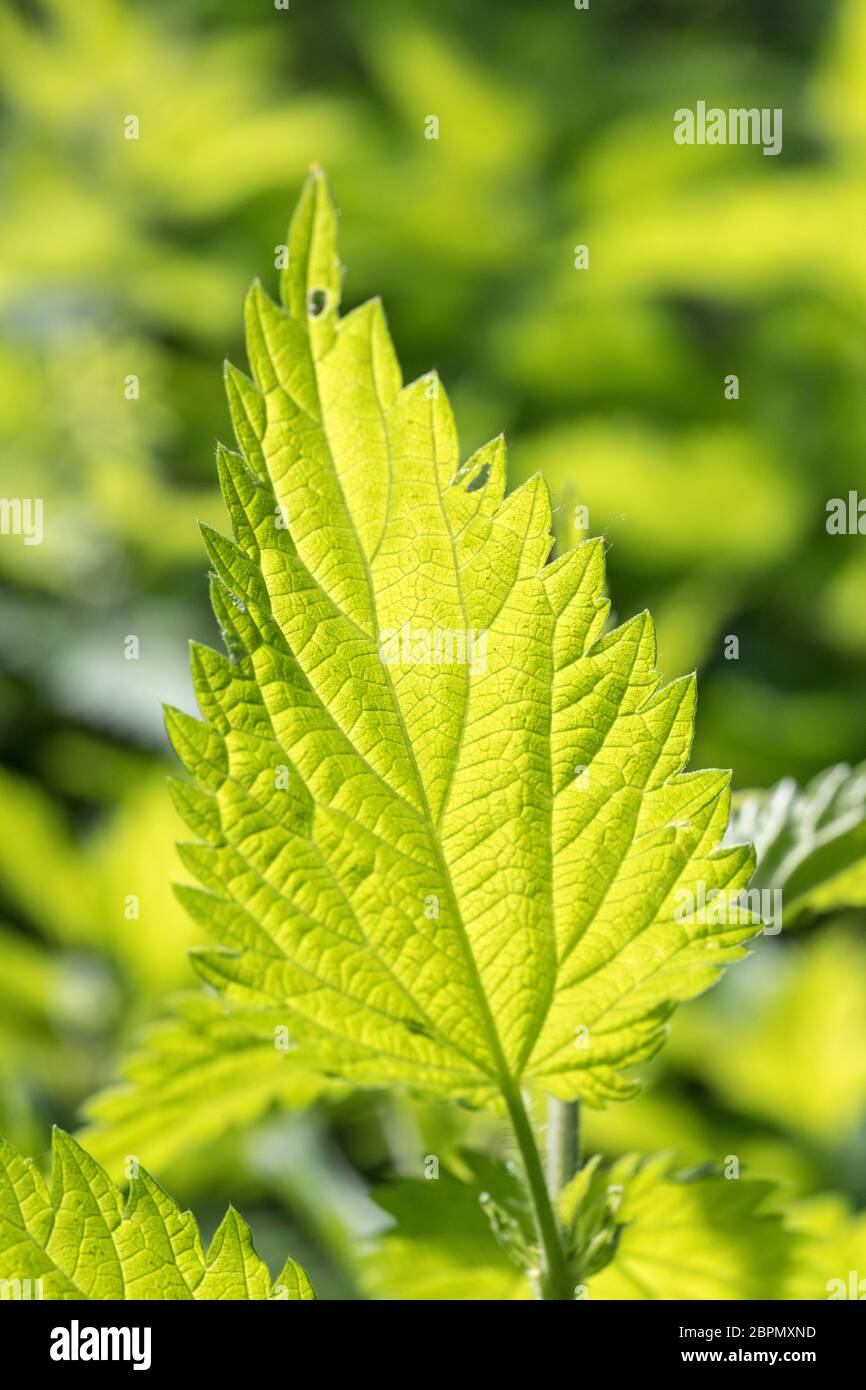 Sunny backlit leaf of common Stinging Nettle / Urtica dioica in dappled