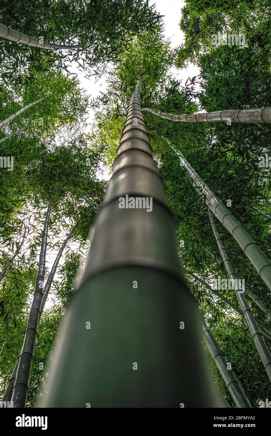 Close up shot of a bamboo tree in Simnidaebat bamboo forest. Ulsan