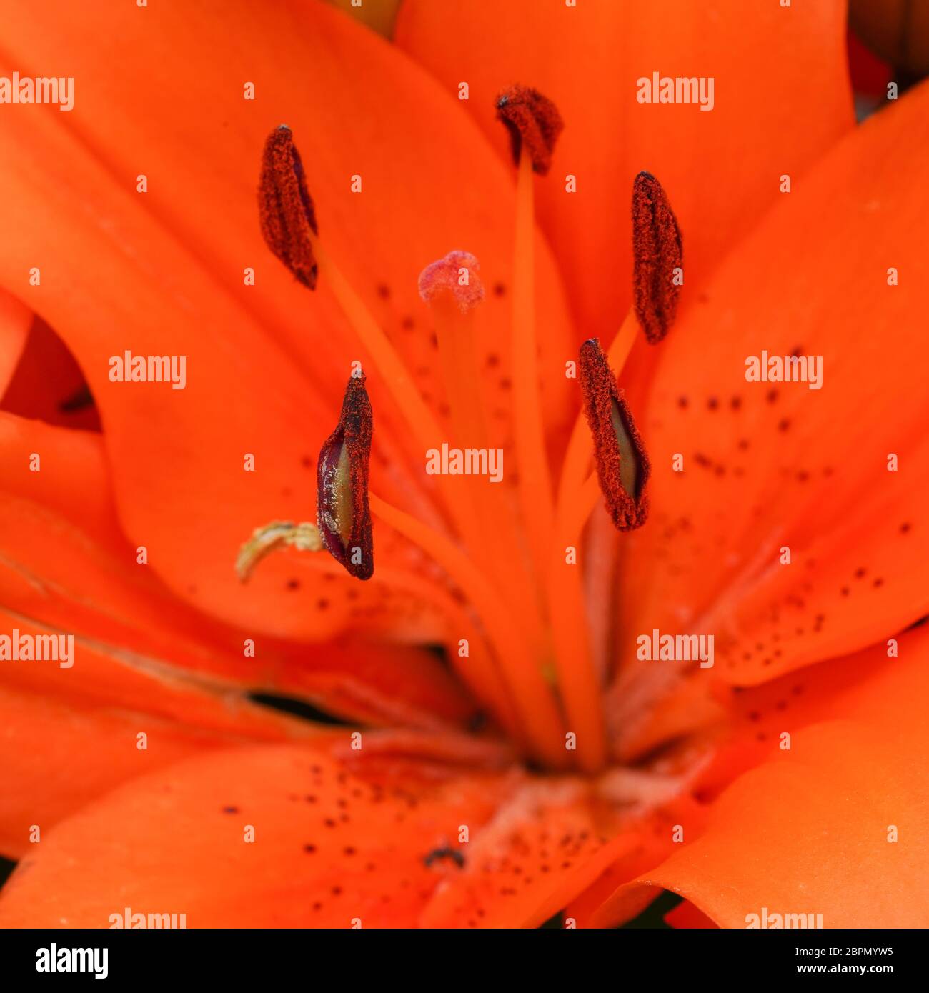 Asian Lily (Lilium asiatic), close up of the flower head Stock Photo Alamy