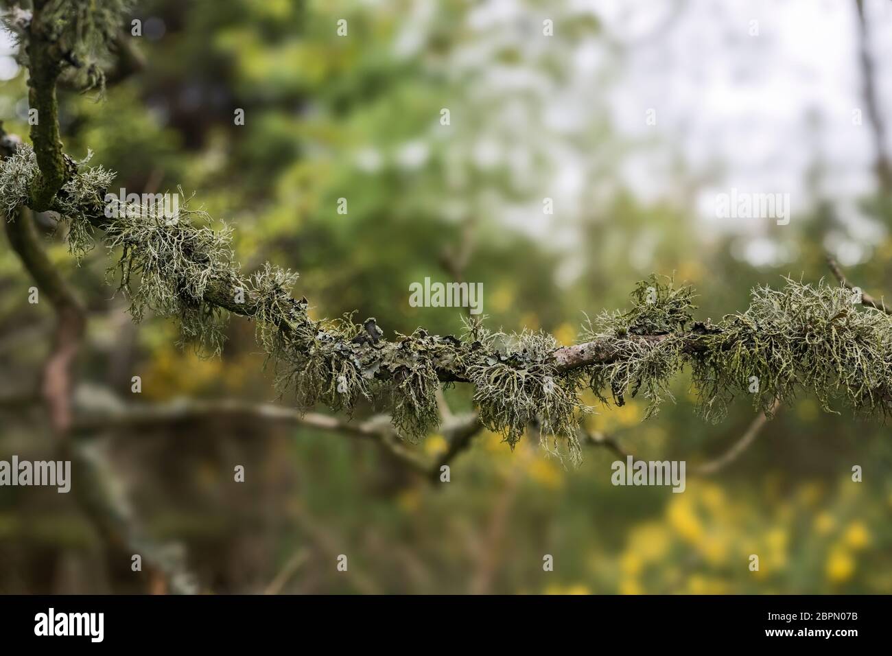 Lichen, hypogymnia tubulosa, usnea hirta and hypogymnia physodes on branch of birch tree, Angus, Scotland, UK. Stock Photo