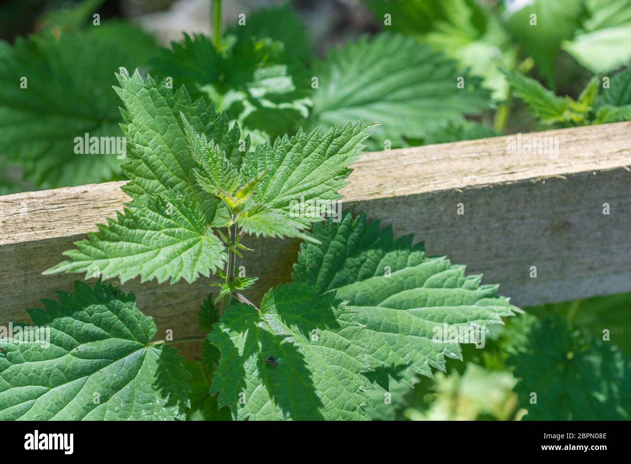 Leaves of common Stinging Nettle / Urtica dioica in dappled sun. Well-known foraged food for nettle soup & spinach substitute. Painful sting concept. Stock Photo