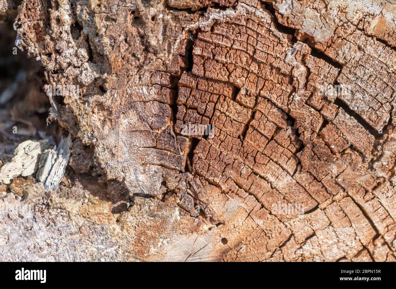 Old and decayed interface of a felled tree as a background Stock Photo