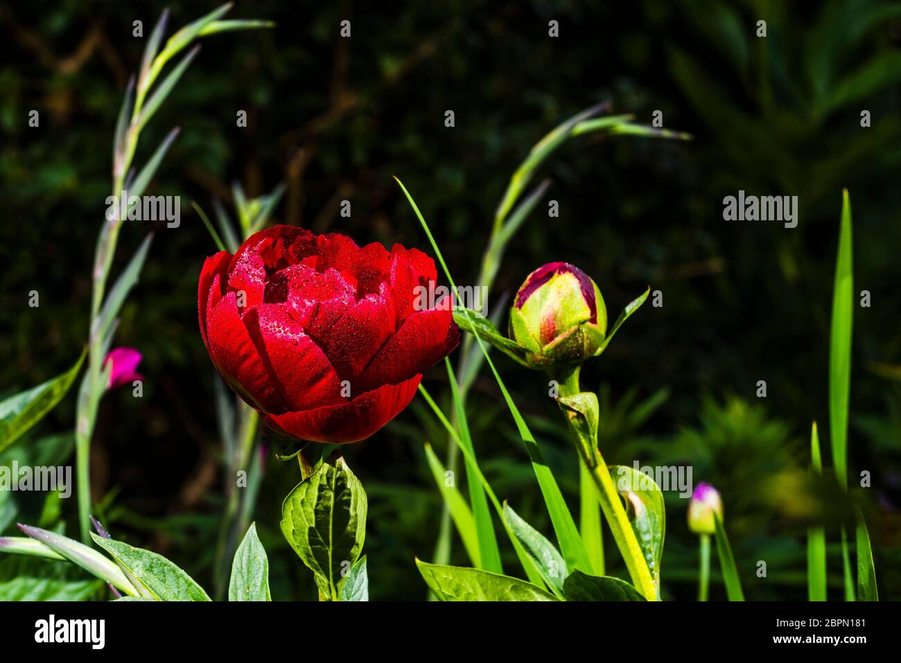 Outside close-up of a bright red Paeonia 'Buckeye Belle' (Peony) and Gladiolus byzantinus behind, in the rain Stock Photo