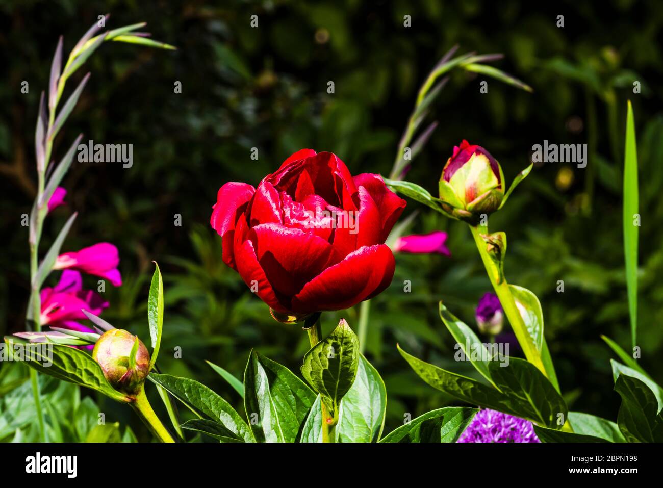 Outside close-up of a bright red Paeonia 'Buckeye Belle' (Peony) with Gladiolus byzantinus behind Stock Photo