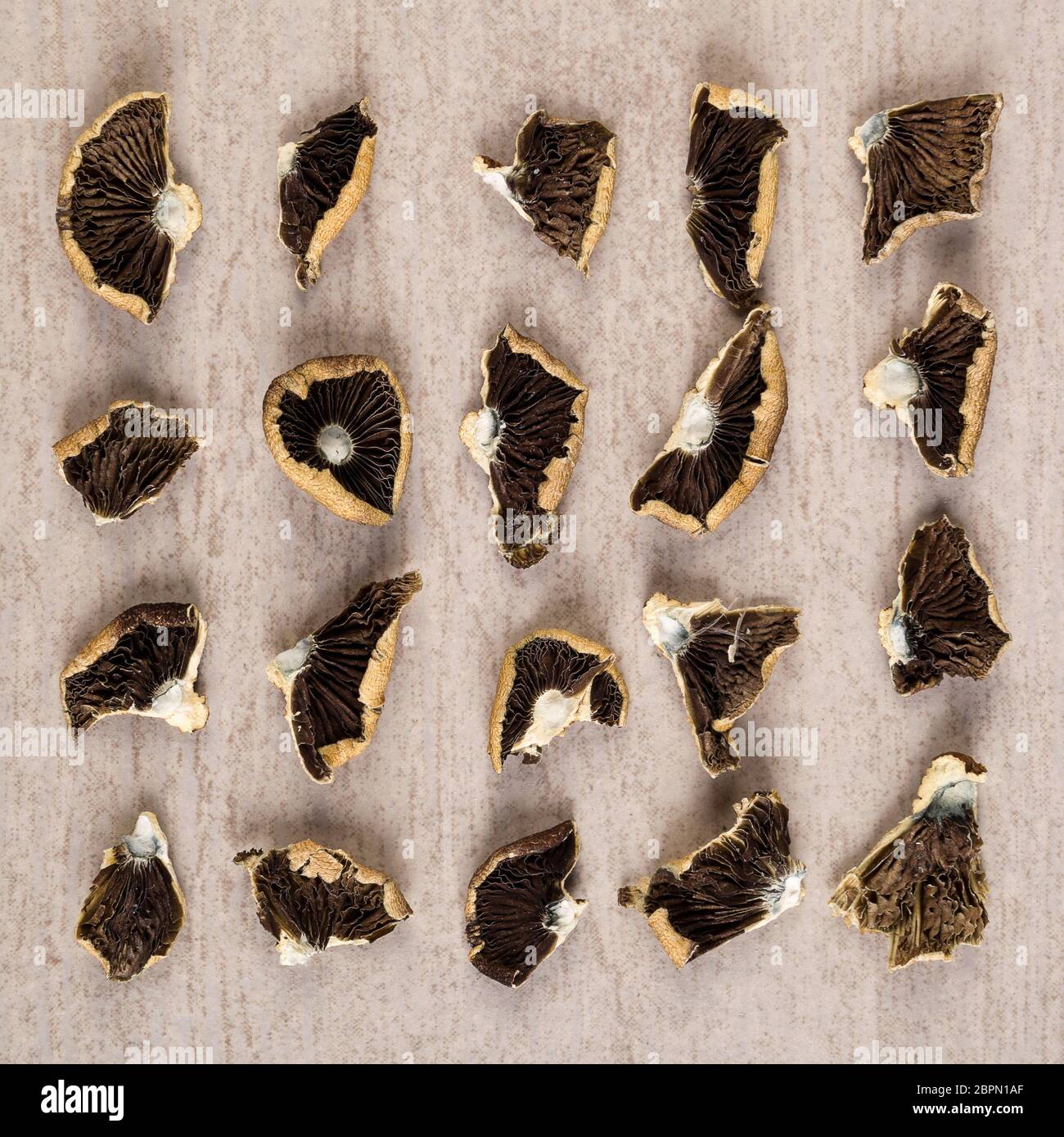 Dried magic mushrooms from above. Knolling flat lay background. Entheogen, alternative medicine. Stock Photo