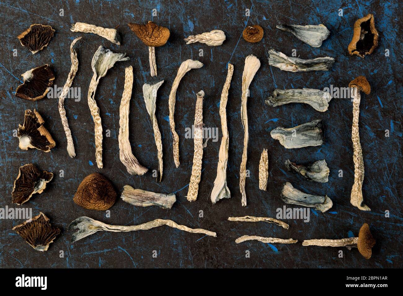 Dried magic mushrooms from above. Knolling flat lay background. Natural remedy. Stock Photo