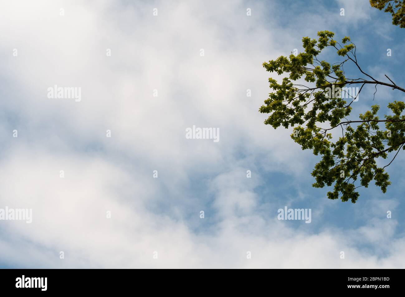 branches of an oak tree with green leaves against blue cloudy sky in ...