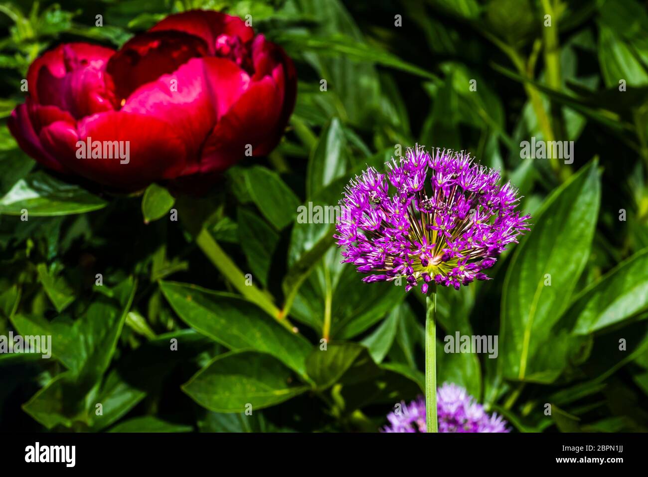 Outside close-up of an Allium hollandicum 'Purple Sensation' with a Paeonia 'Buckeye Belle' (Peony) behind Stock Photo